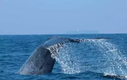 IMG-20231227-WA0015